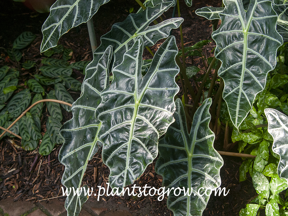 Amazonian Elephant Ear (Alocasia amazonica)
The dark green glossy leaves with greenish veins and edges are the  best features of this plant.